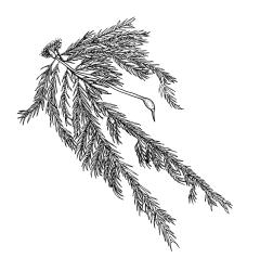 Sematophyllum kirkii, habit. Drawn from D. Horning SA-65, CHR 578246.
 Image: R.C. Wagstaff © Landcare Research 2016 